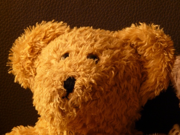 teddy bear soft fluffy