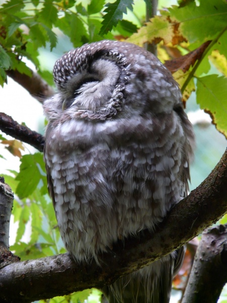tengmalm's owl owl aegolius funereus