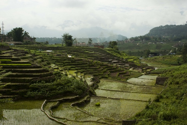 terrains rice rice field