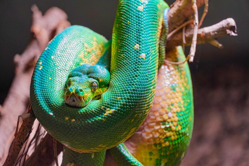terrarium scene picture snake closeup 