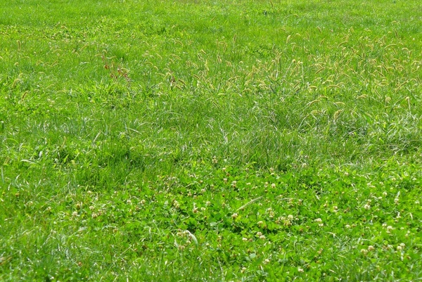 texture grass green