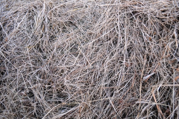 texture hay grass 