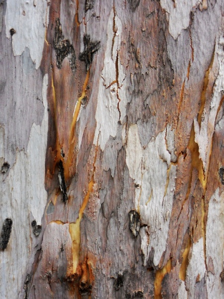 texture tree bark