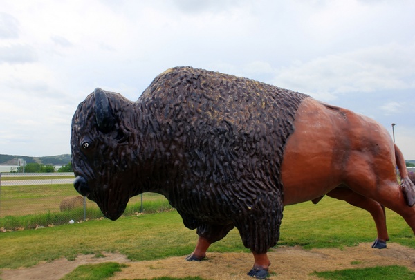 the alpha bison in the black hills south dakota