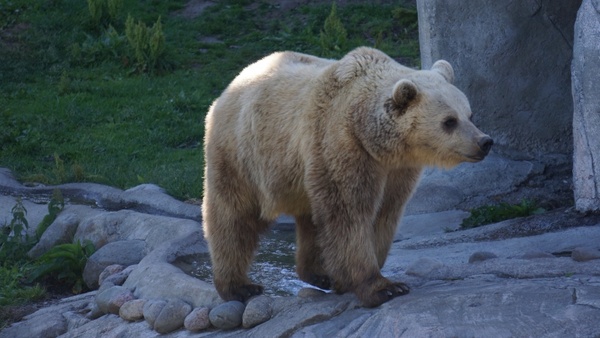 the bear the brown bear ursus arctos 