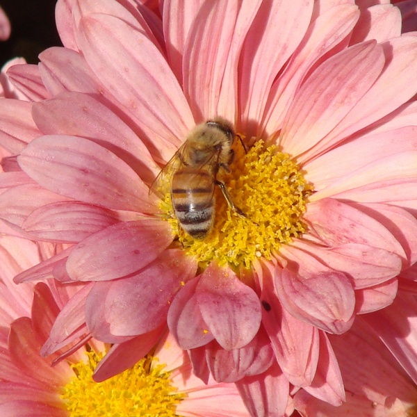 the bee and the flower