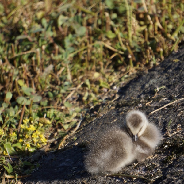 the bird chick nestling gosling 