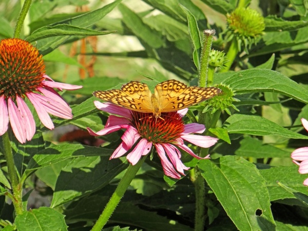 the butterfly and the coneflower
