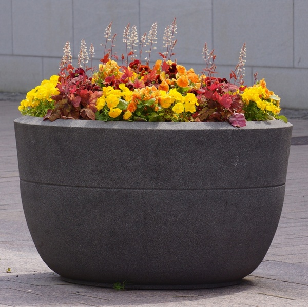 the concrete pot flower planting flowers