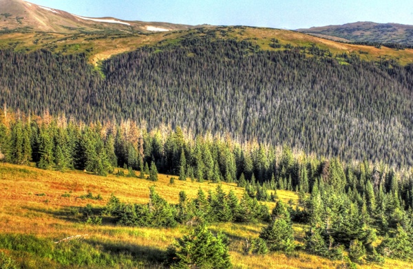 the conifer forests at rocky mountains national park colorado