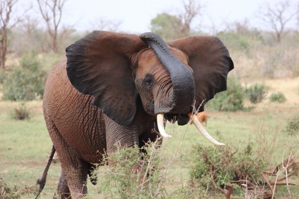 the elephant the african elephant kenya