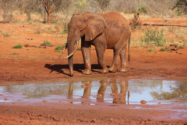 the elephant tsavo kenya