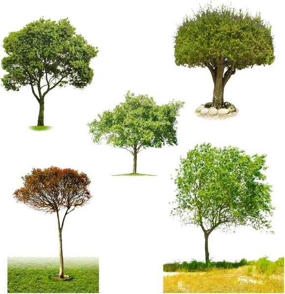 the five kinds of trees psd