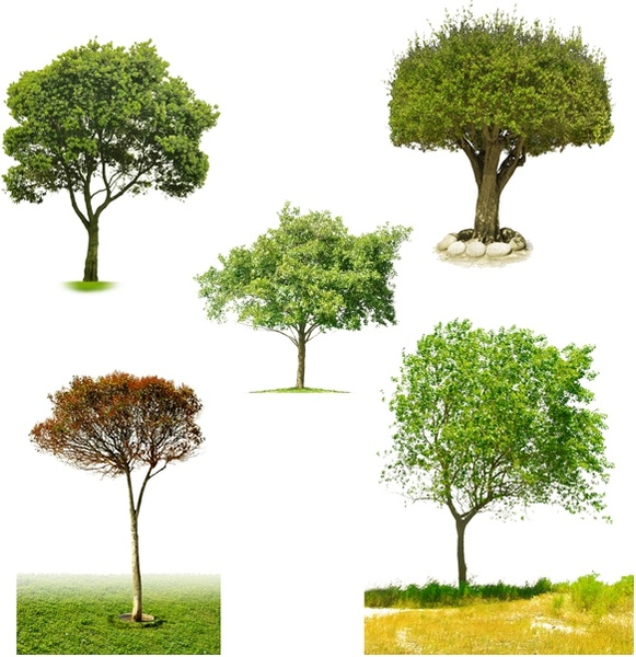 the five kinds of trees psd 