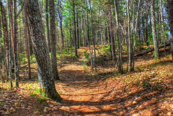 the forest path at mclain state park michigan