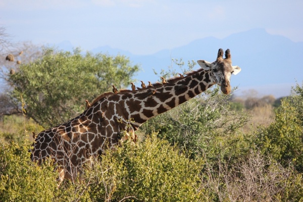 the giraffe tsavo safari
