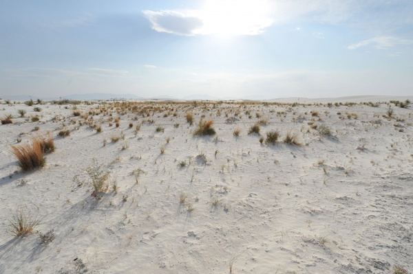 the grass of white sands 3