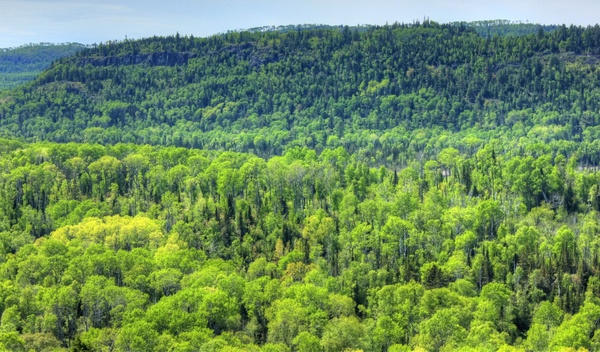the large forest at pigeon river provincial park ontario canada