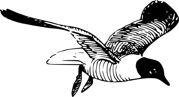 The Laughing Gull clip art