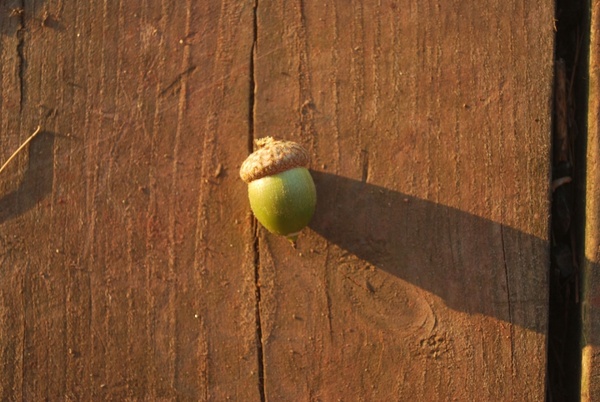 the lone acorn