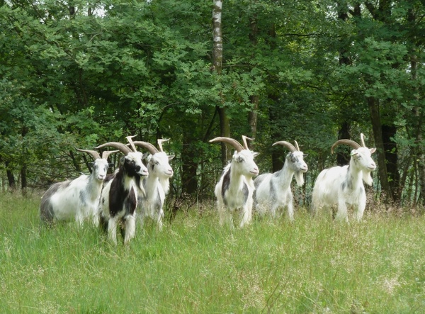 the netherlands landscape goats 