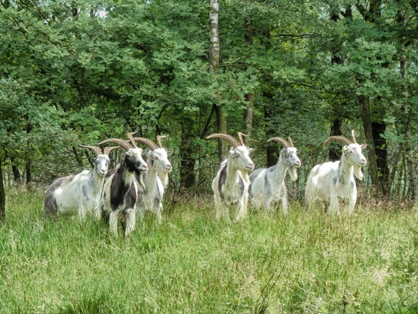 the netherlands landscape goats