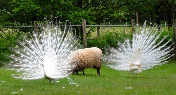 the netherlands peacocks birds