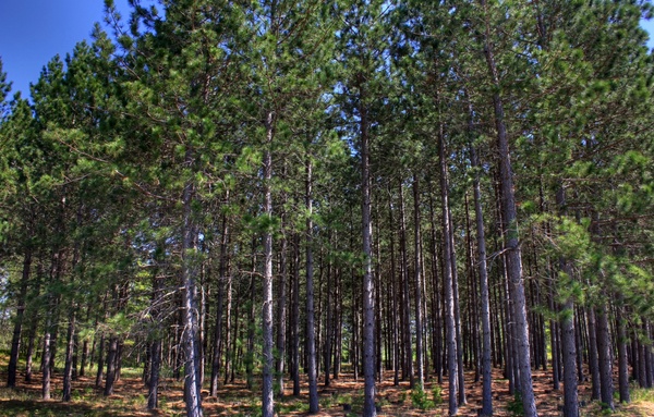 the pine forest at governor thompson state park wisconsin 