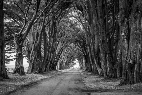 the road leading to the distance black and white 