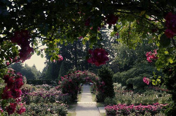 the rose garden