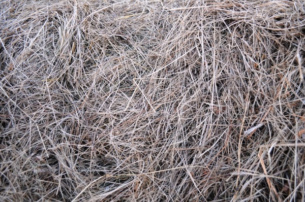 the texture of the hay
