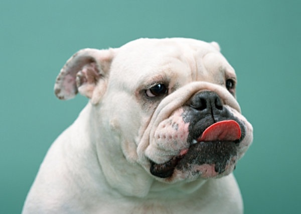 the tongue bulldogs definition picture