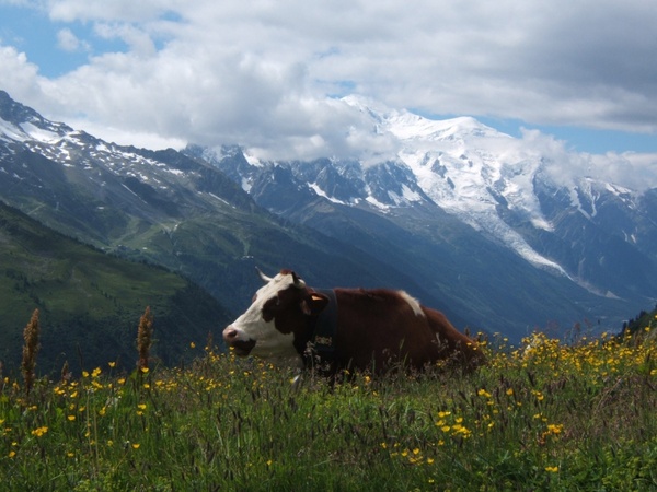 the tour to mont blanc cow
