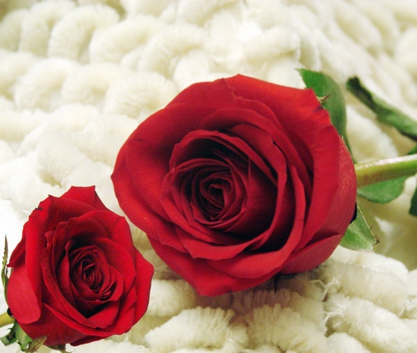 The Two Red Roses Free Stock Photos In