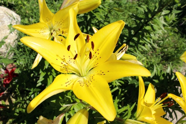 the yellow lily