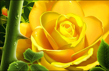 The yellow roses with water