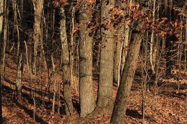 thicket underbrush undergrowth 