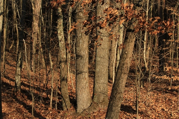 thicket underbrush undergrowth 