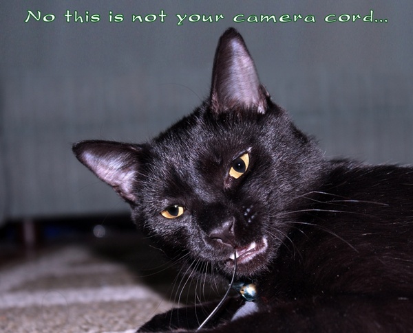 this is not your camera cord