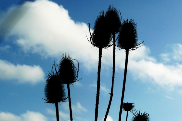 thistles and blue sky