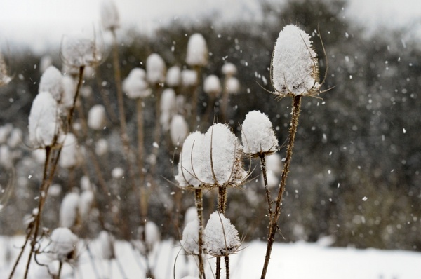 thistles teasles snow