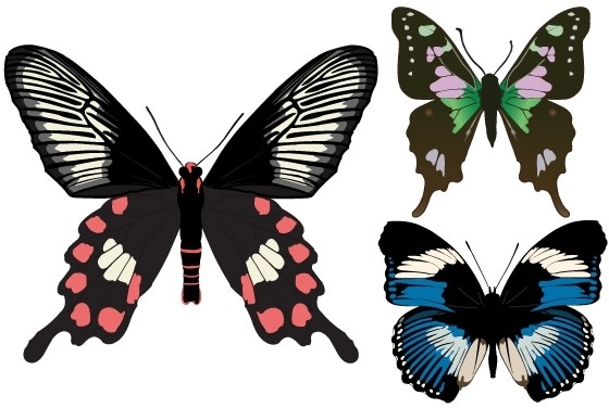 Three Beautiful Butterfly Vectors