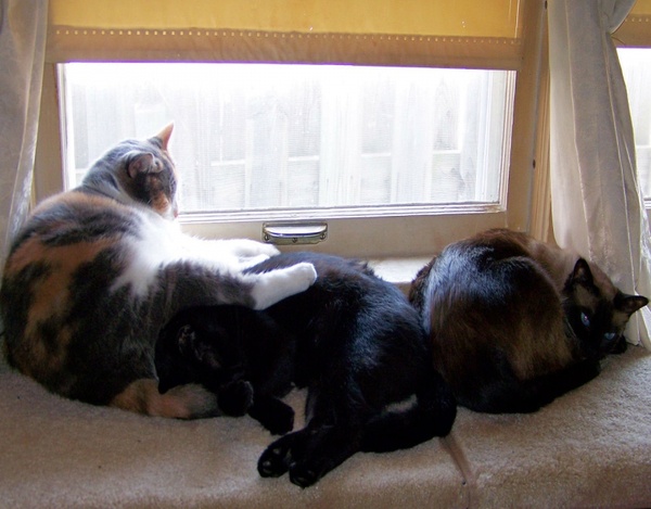 three cats a napping