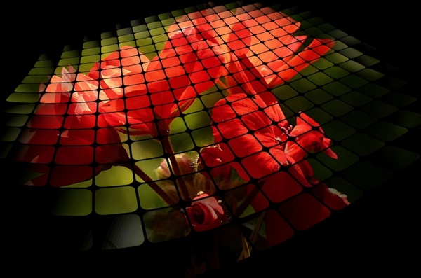 three d grid red flower