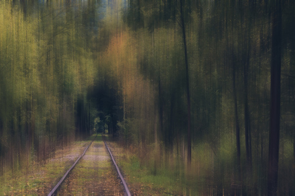 through a forest