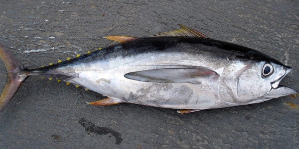 thunnus tuna fish