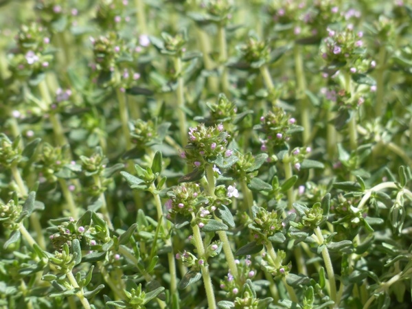 thyme flower kitchen herb