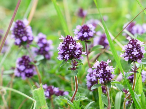 thyme flower violet