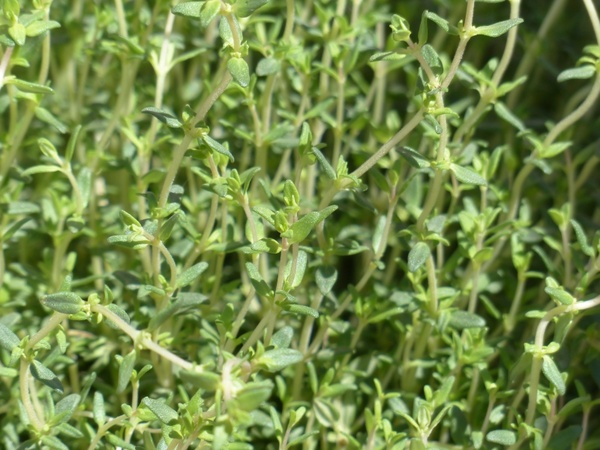 thyme real thyme kitchen herb