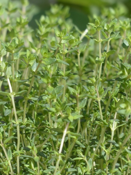 thyme real thyme kitchen herb